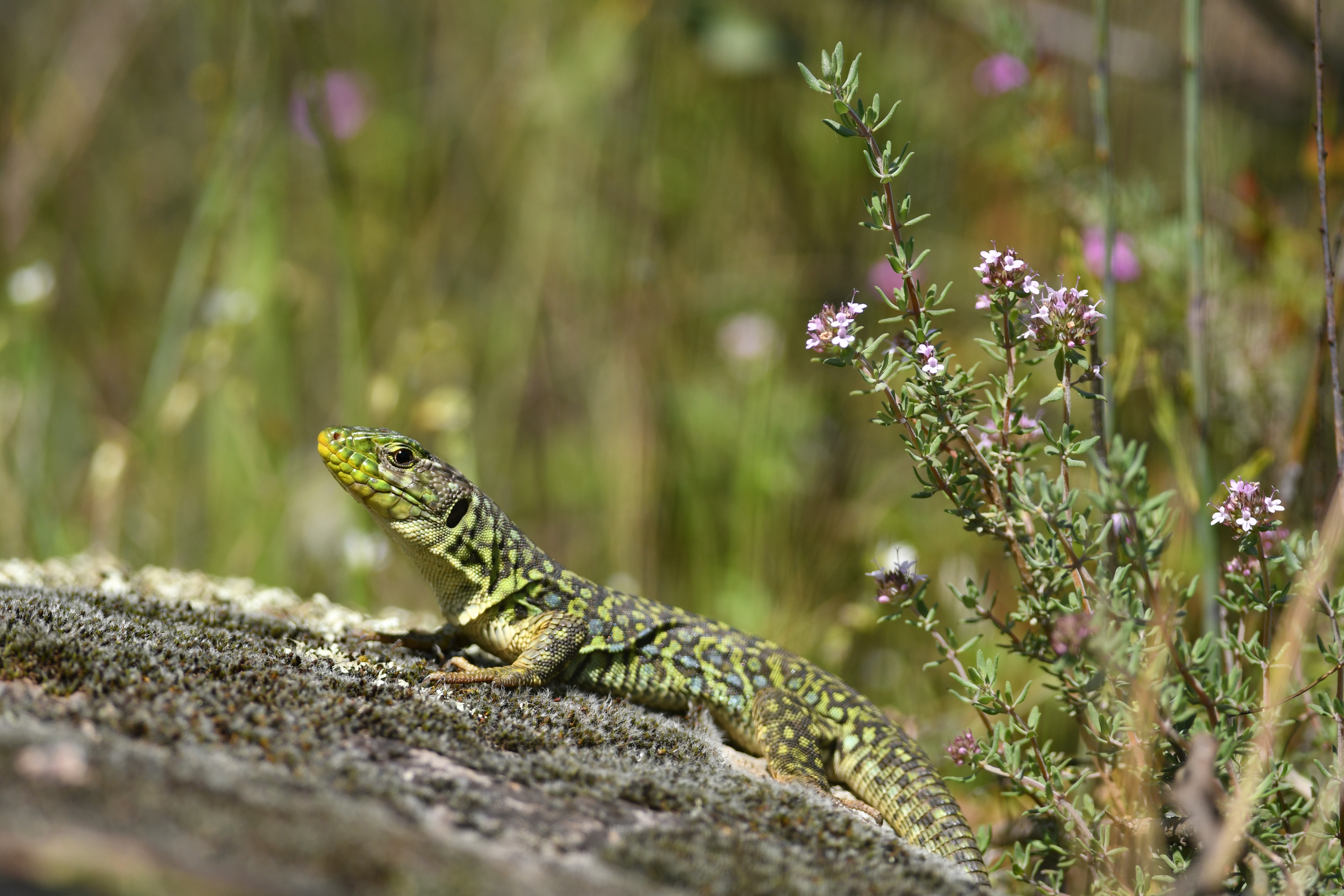 Lézard ocellé